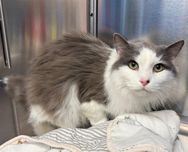 FRANCY, Adoptable, Adult Male Domestic Long Hair.