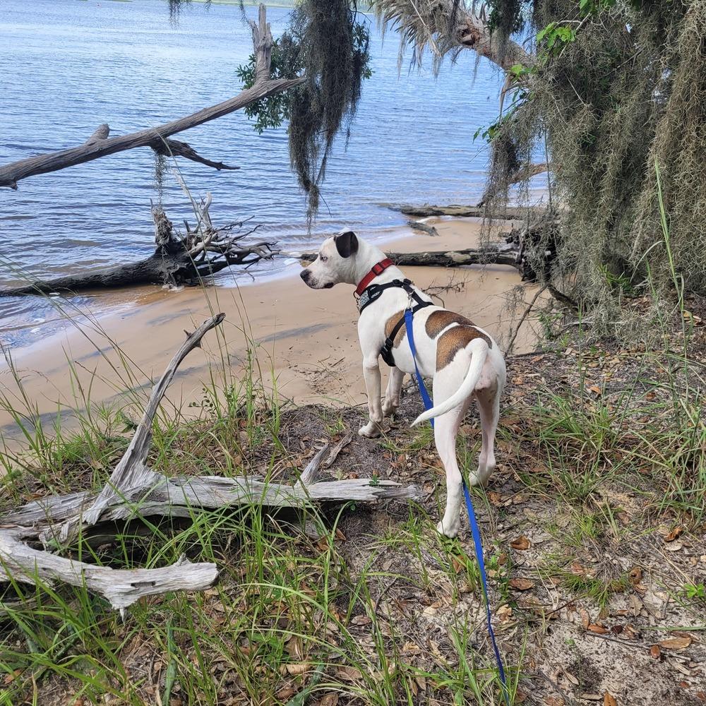 Enlarge Marble, a Adoptable mixed breed in Saint Augustine, FL image 1/6