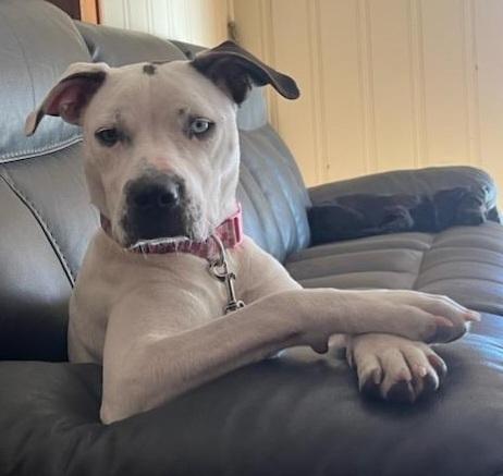 Enlarge Marble, a Adoptable mixed breed in Saint Augustine, FL image 2/6
