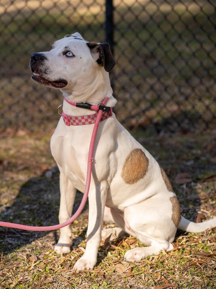Enlarge Marble, a Adoptable mixed breed in Saint Augustine, FL image 3/6