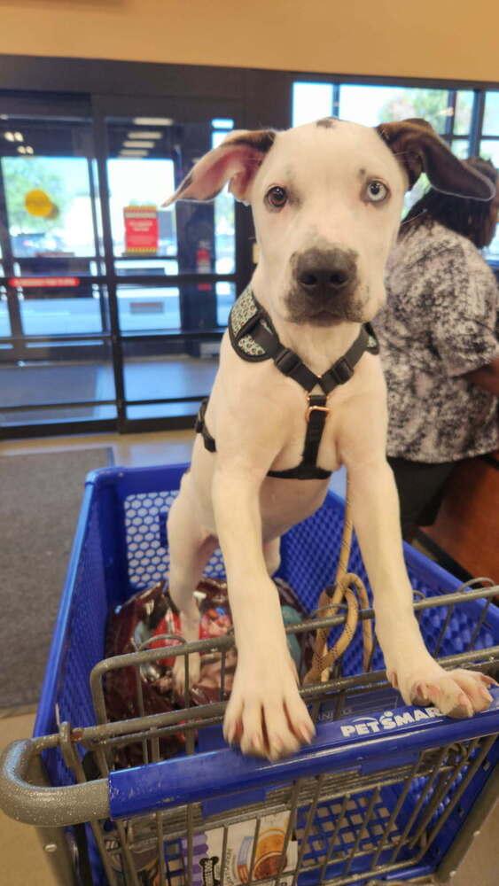 Enlarge Marble, a Adoptable mixed breed in Saint Augustine, FL image 2/6