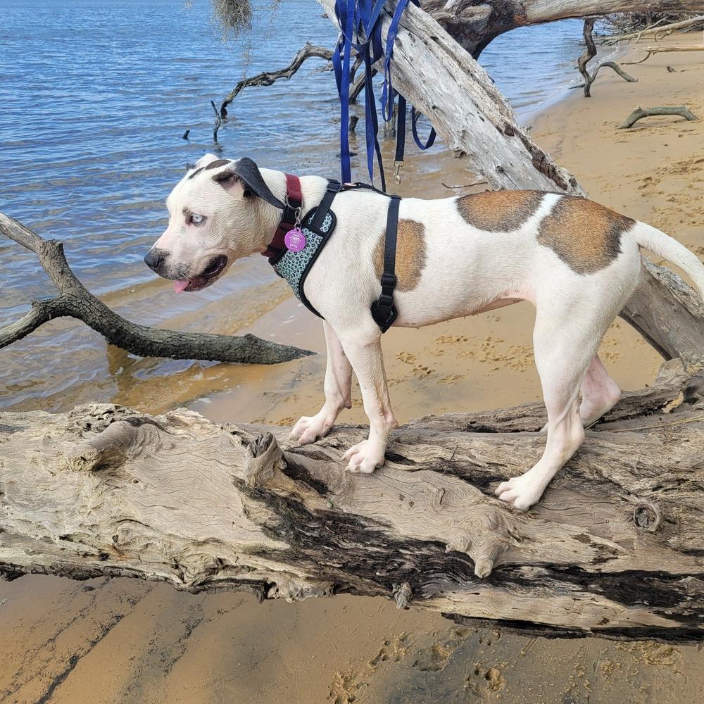 Enlarge Marble, a Adoptable mixed breed in Saint Augustine, FL image 3/6