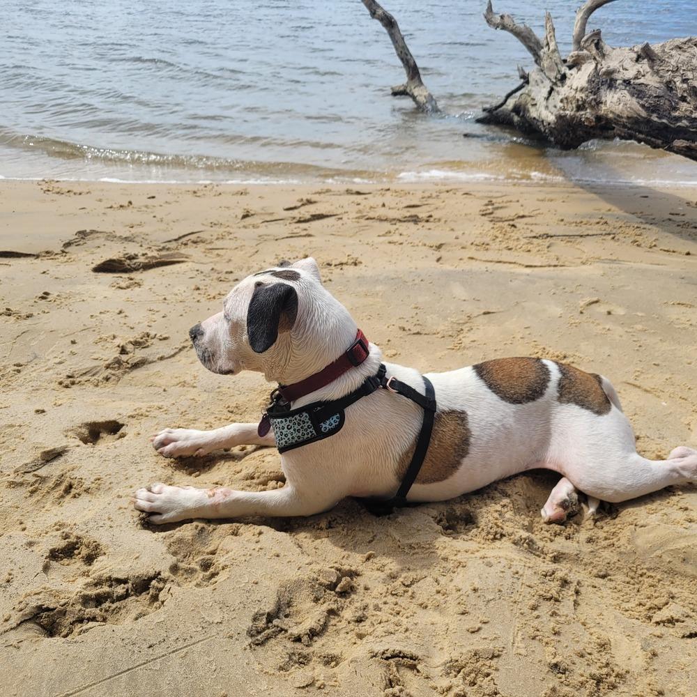 Enlarge Marble, a Adoptable mixed breed in Saint Augustine, FL image 4/6