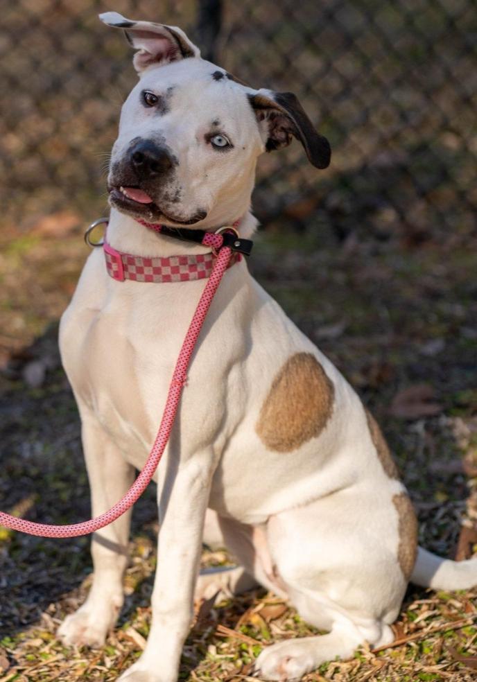 Enlarge Marble, a Adoptable mixed breed in Saint Augustine, FL image 6/6