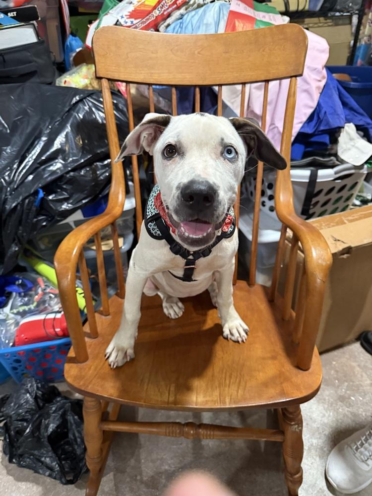 Enlarge Marble, a Adoptable mixed breed in Saint Augustine, FL image 5/6