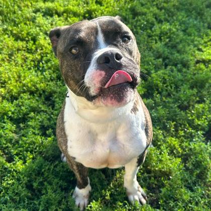 Enlarge Lucky, a Adoptable mixed breed in Dubuque, IA image 3/3