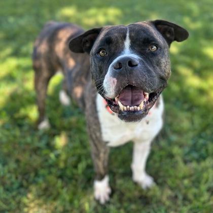 Enlarge Lucky, a Adoptable mixed breed in Dubuque, IA image 2/3