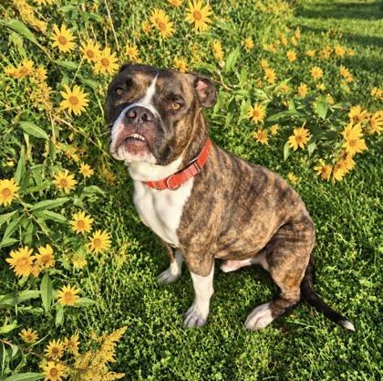 Lucky, Adoptable, Adult Male Mixed Breed.