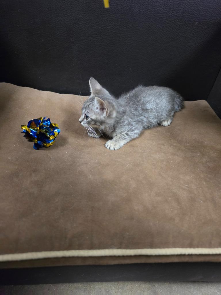 Green Jay, Adoptable, Kitten Male Domestic Short Hair.