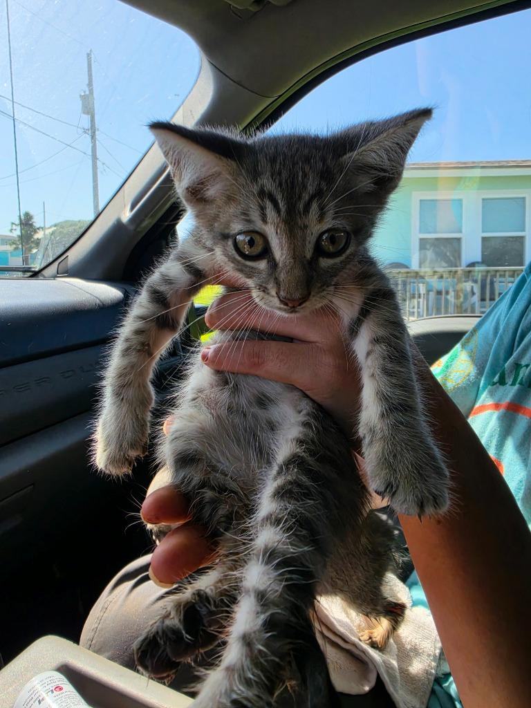 Enlarge Green Jay, a Adoptable mixed breed in Rockport, TX image 5/6