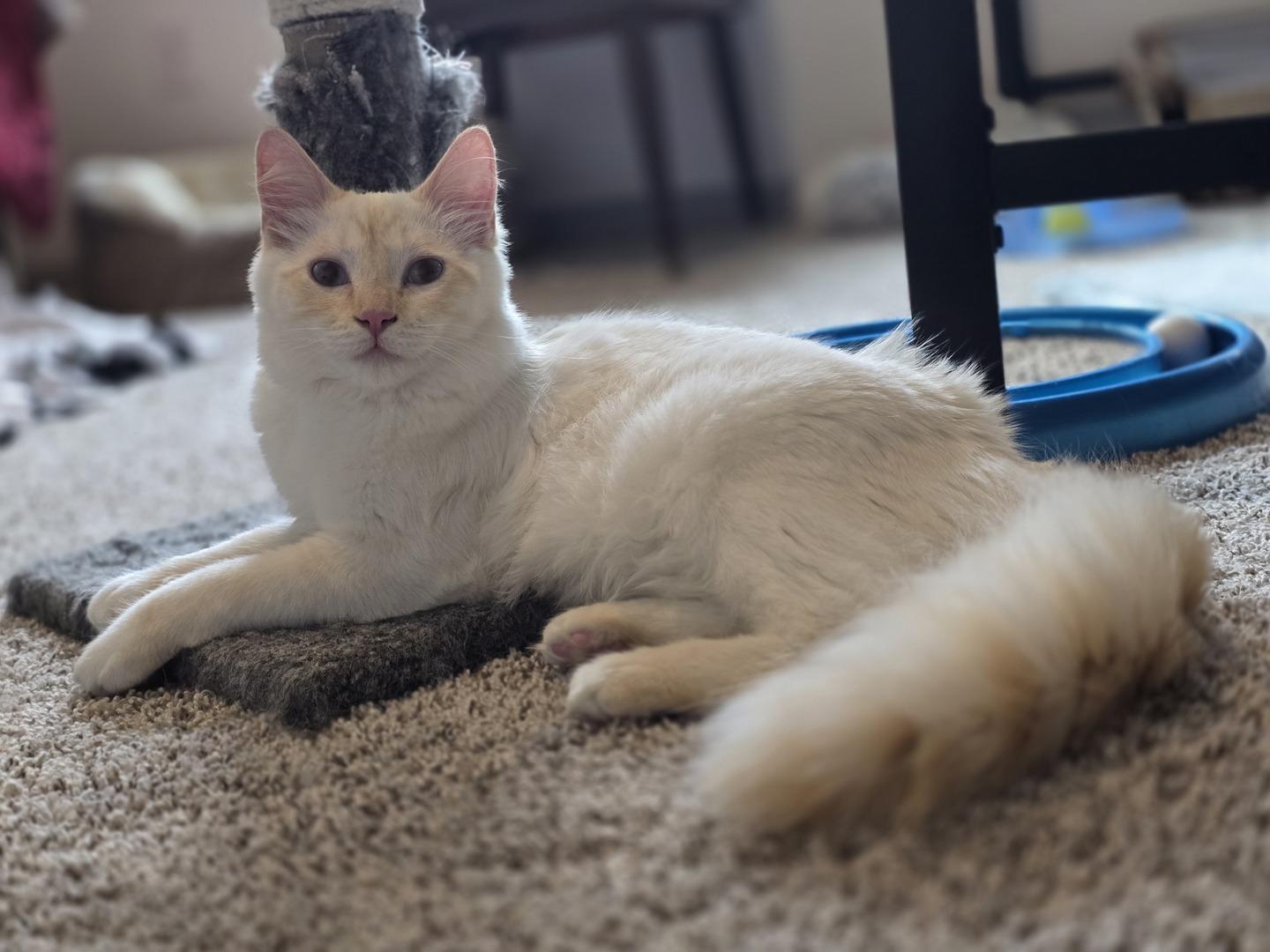 Enlarge Phoebe , a ADOPTABLE mixed breed in Rochester, WA image 2/4