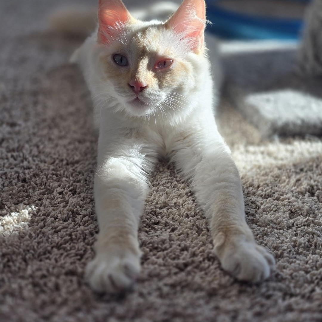 Phoebe , ADOPTABLE, Young Female Domestic Medium Hair & Siamese.