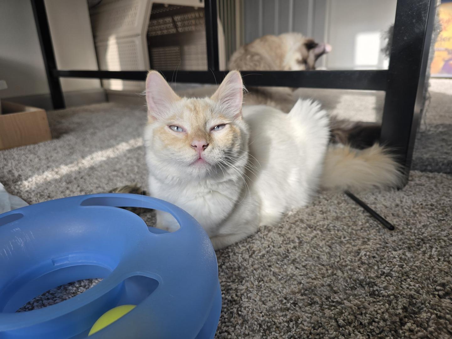 Enlarge Phoebe , a ADOPTABLE mixed breed in Rochester, WA image 4/4