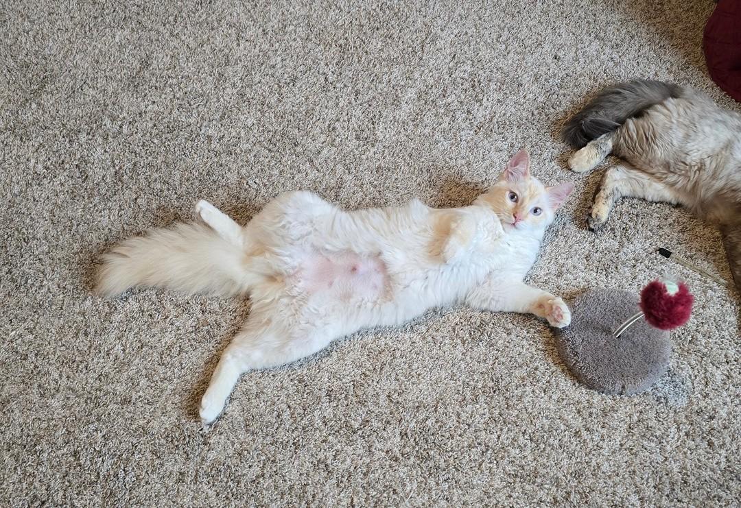 Enlarge Phoebe , a ADOPTABLE mixed breed in Rochester, WA image 3/4