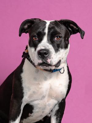 Kaa, Adoptable, Adult Female Mixed Breed & Mixed Breed.