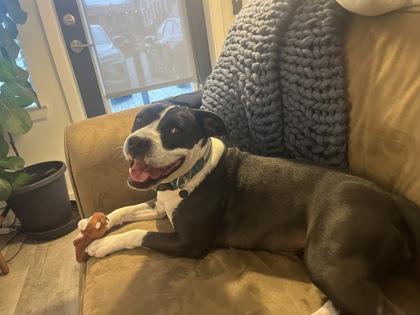 Kaa, a Adoptable Mixed Breed in Atlanta, GA image 2/3