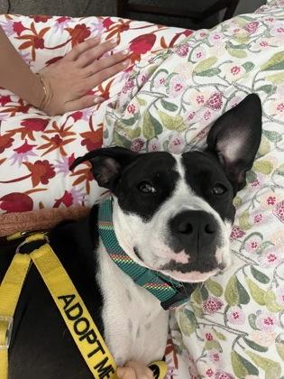 Kaa, a Adoptable Mixed Breed in Atlanta, GA image 3/3