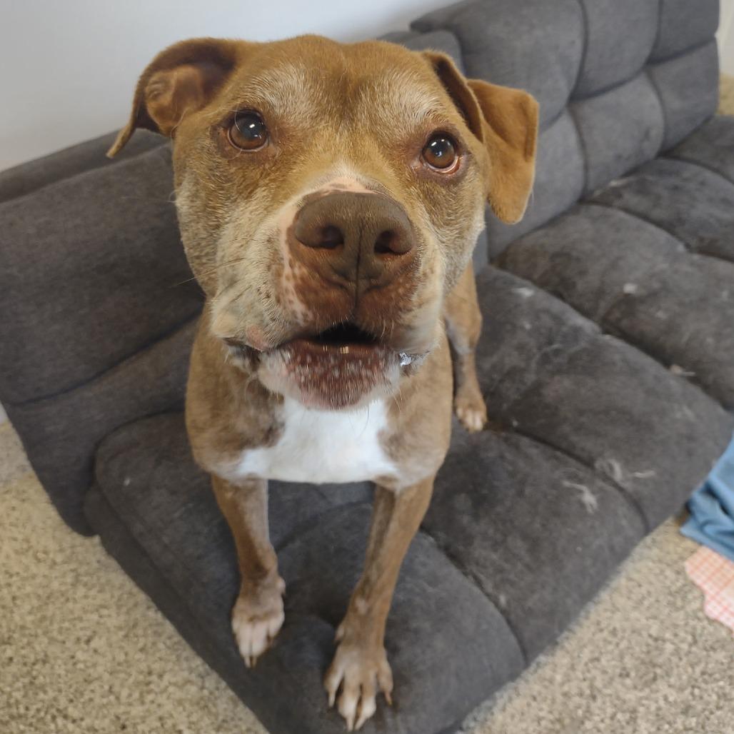 Haze, Adoptable, Adult Male Pit Bull Terrier.