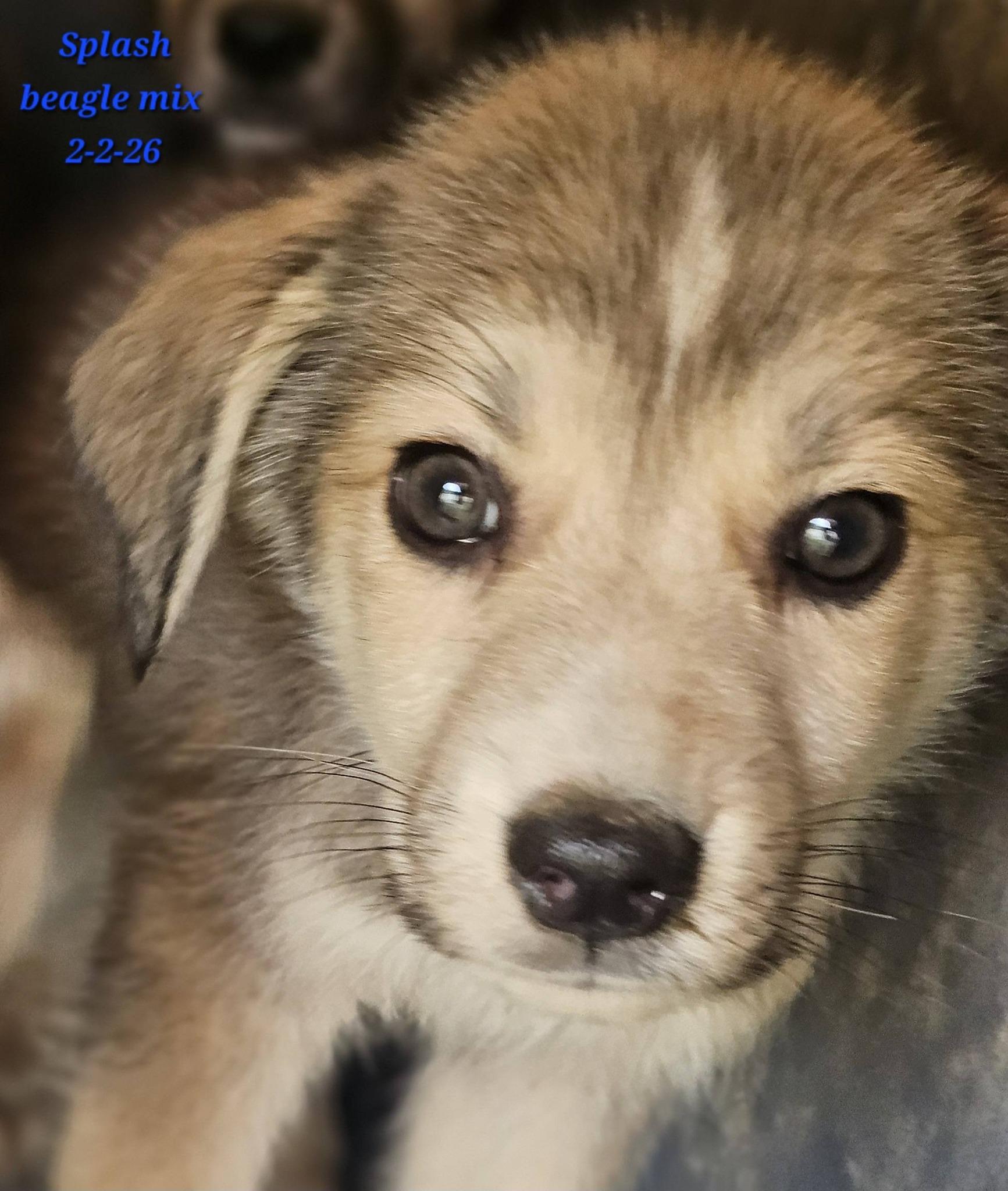 Splash, ADOPTABLE, Puppy Male Beagle.