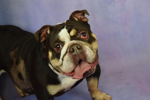 MOCHA, Adoptable, Adult Female English Bulldog.