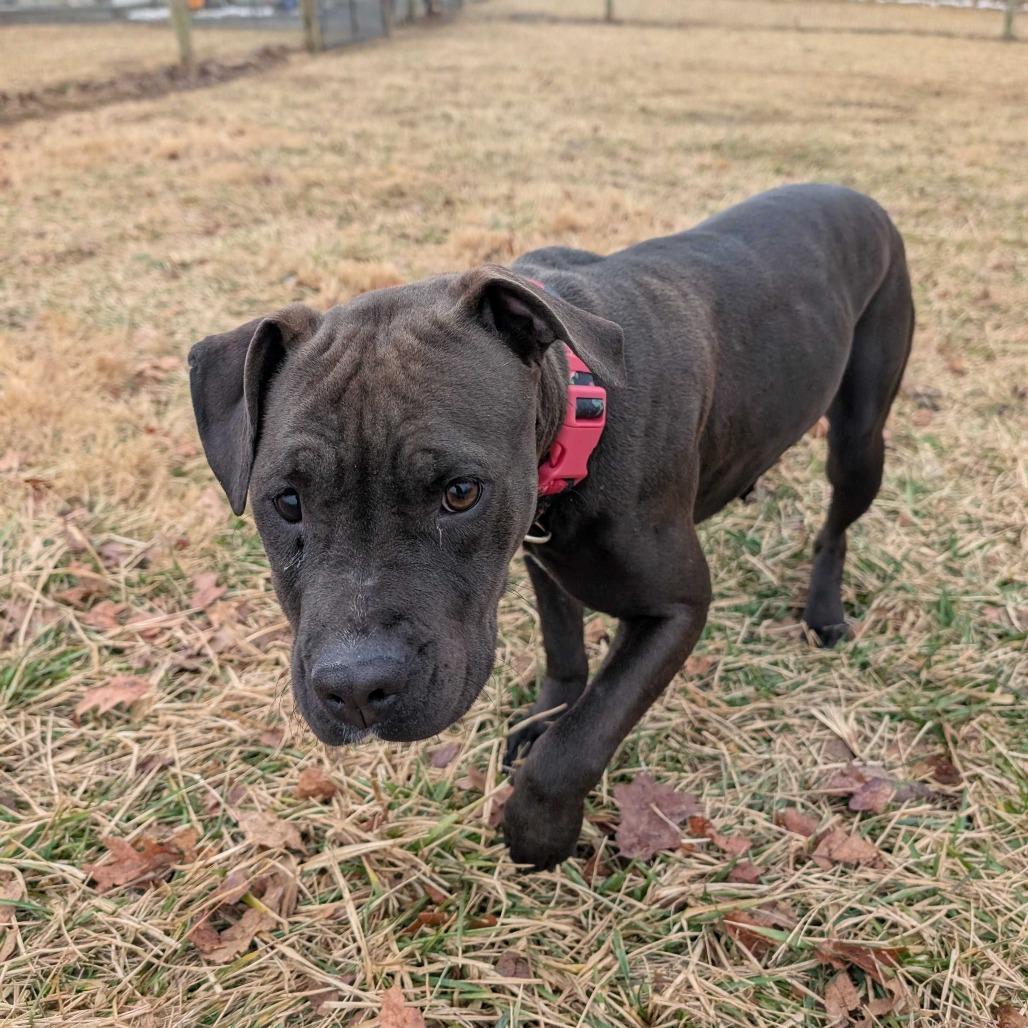 Mary Alice, a Adoptable mixed breed in Fairfax Station, VA image 1/6