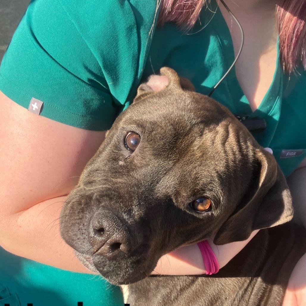 Mary Alice, a Adoptable mixed breed in Fairfax Station, VA image 3/6