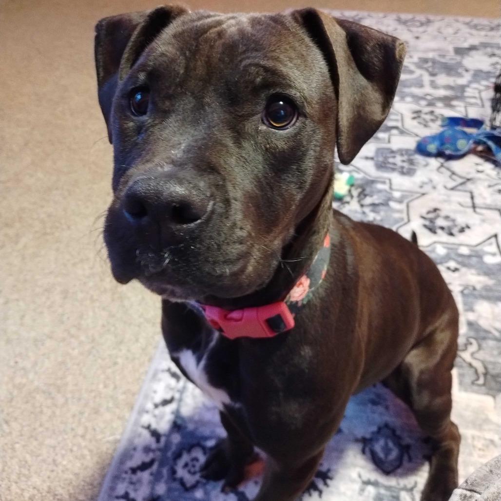 Mary Alice, a Adoptable mixed breed in Fairfax Station, VA image 4/6