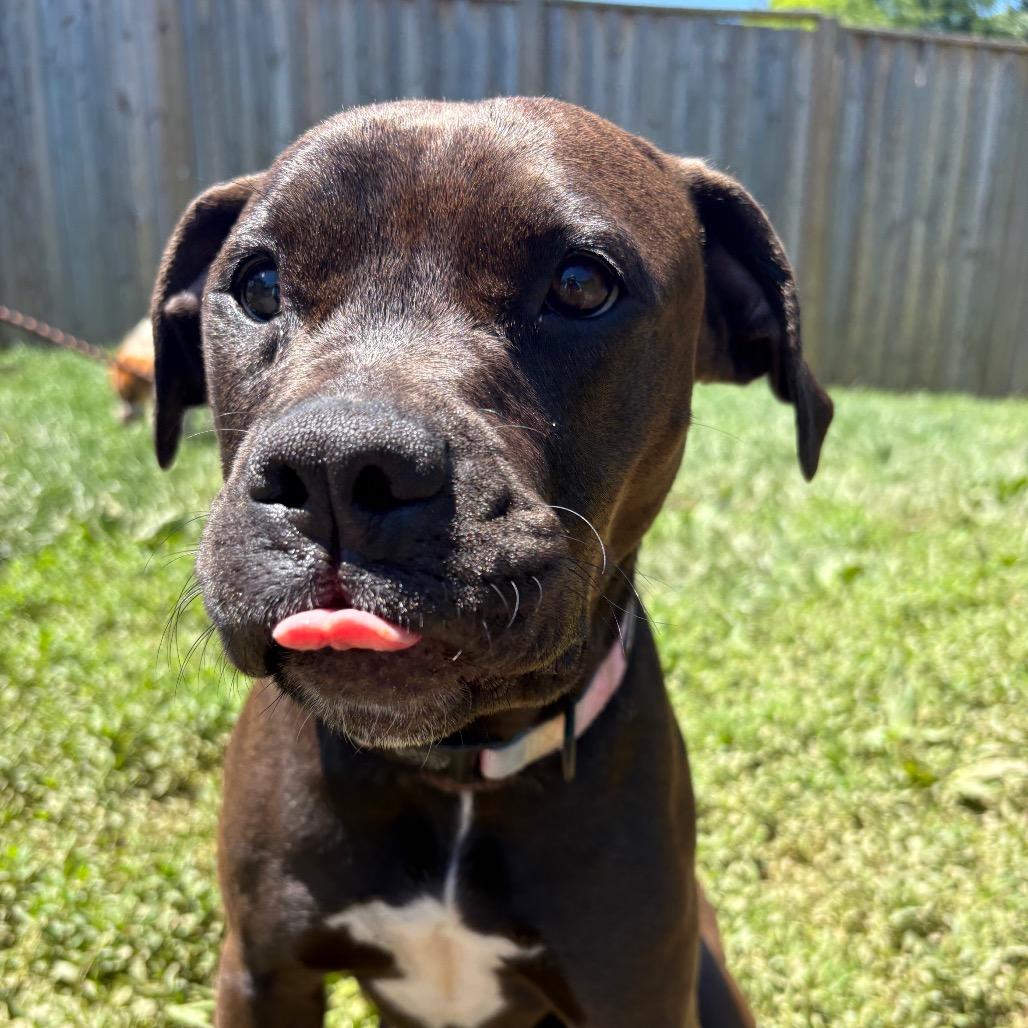 Mary Alice, a Adoptable mixed breed in Fairfax Station, VA image 5/6