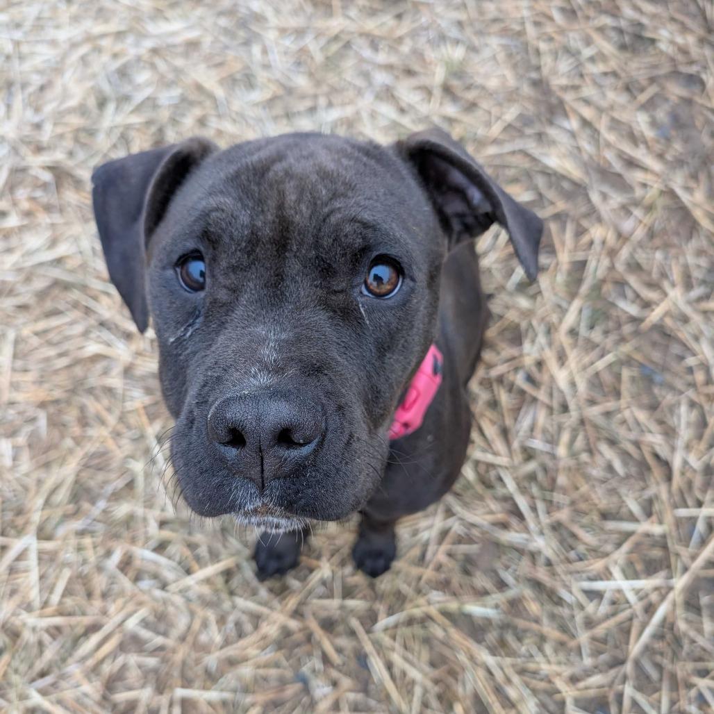 Mary Alice, a Adoptable mixed breed in Fairfax Station, VA image 6/6
