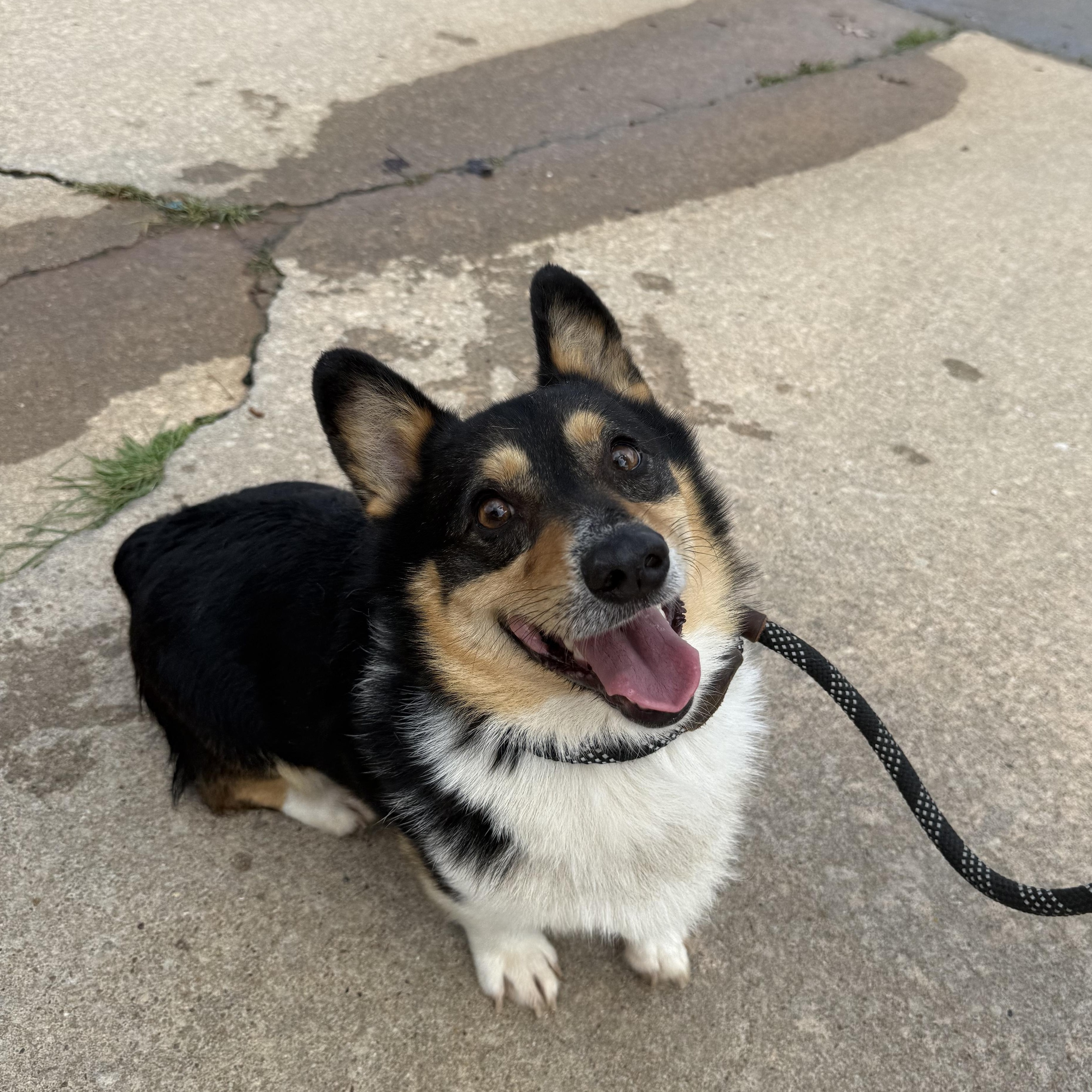 Colonel Mustard — thumbnail 2