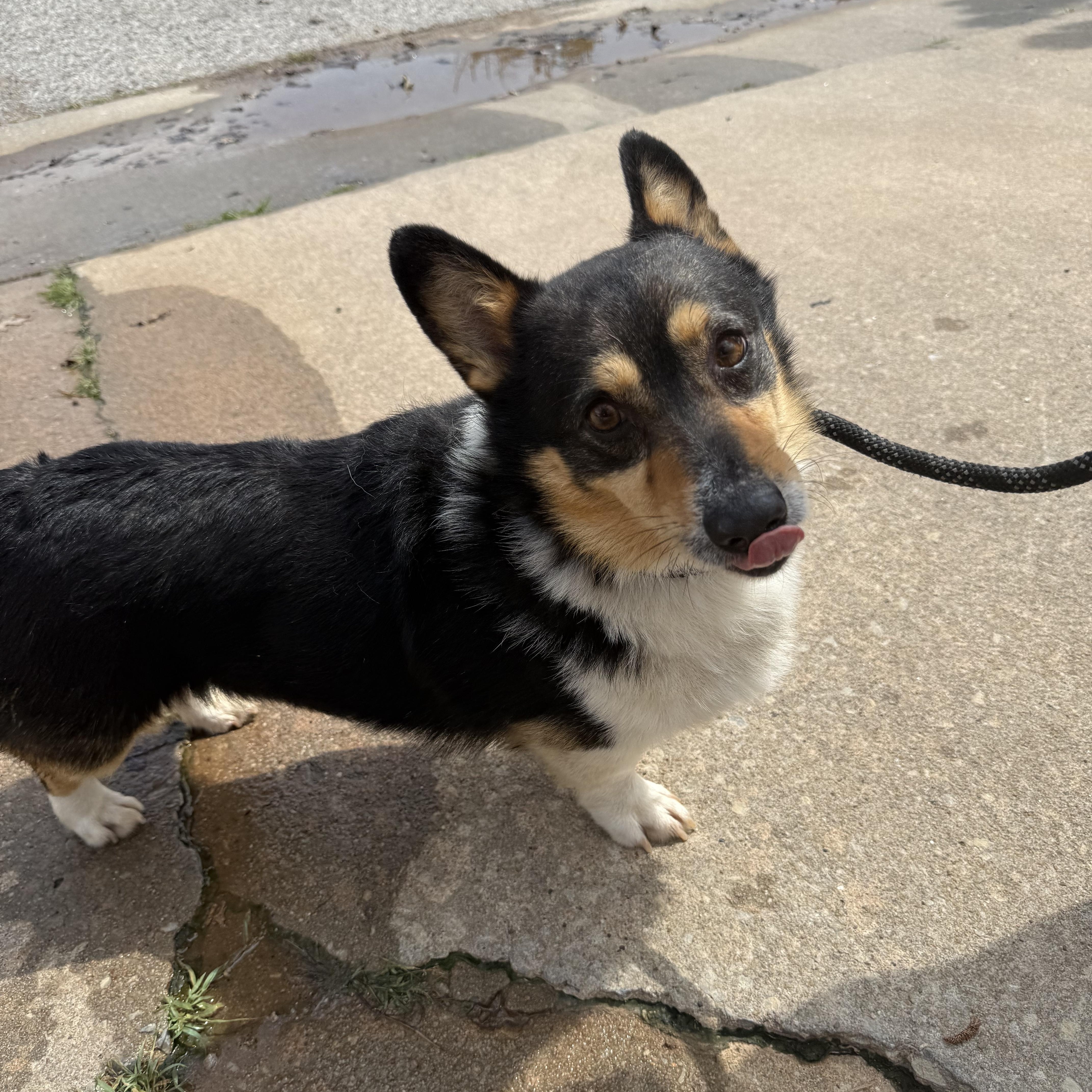 Colonel Mustard — thumbnail 3