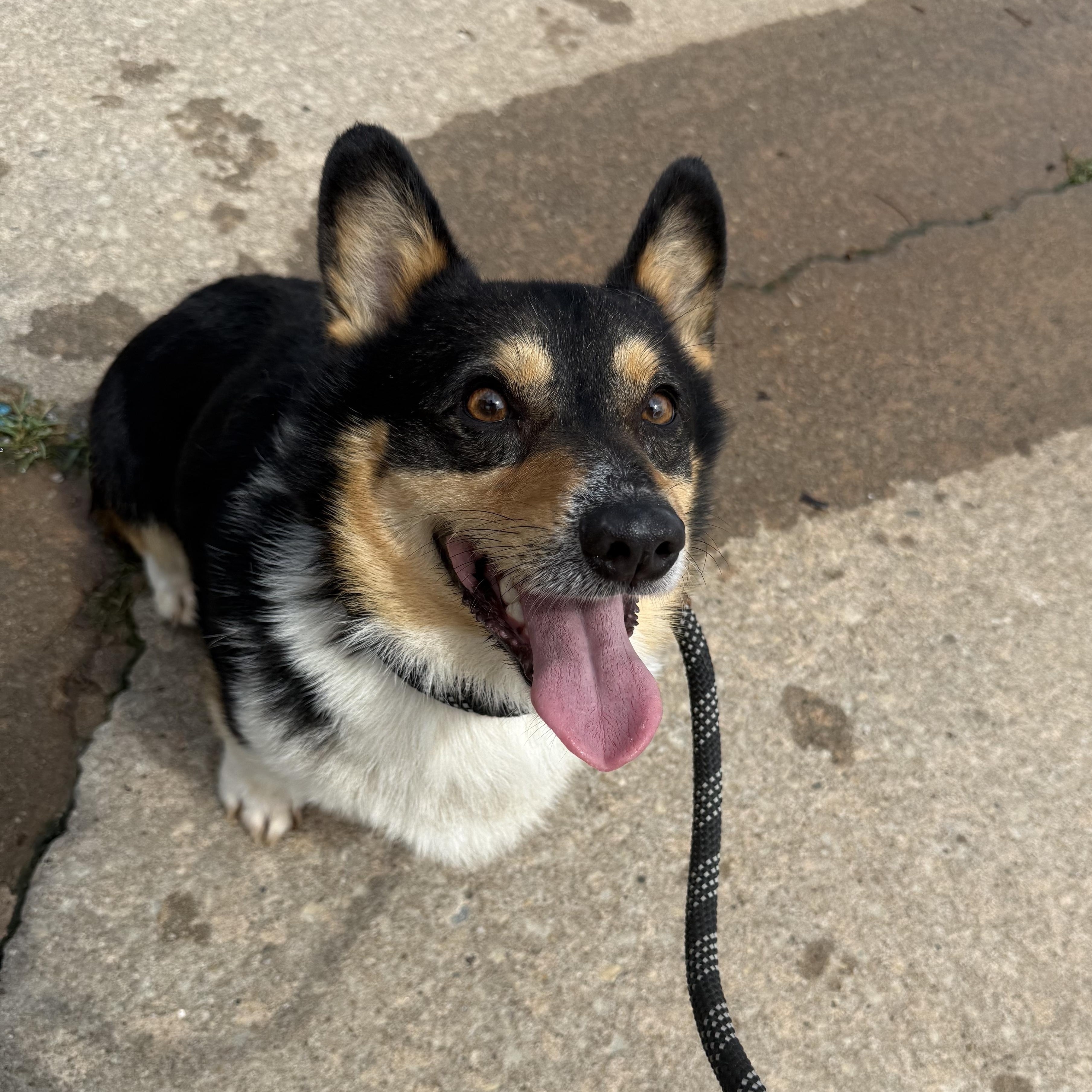 Colonel Mustard — thumbnail 4