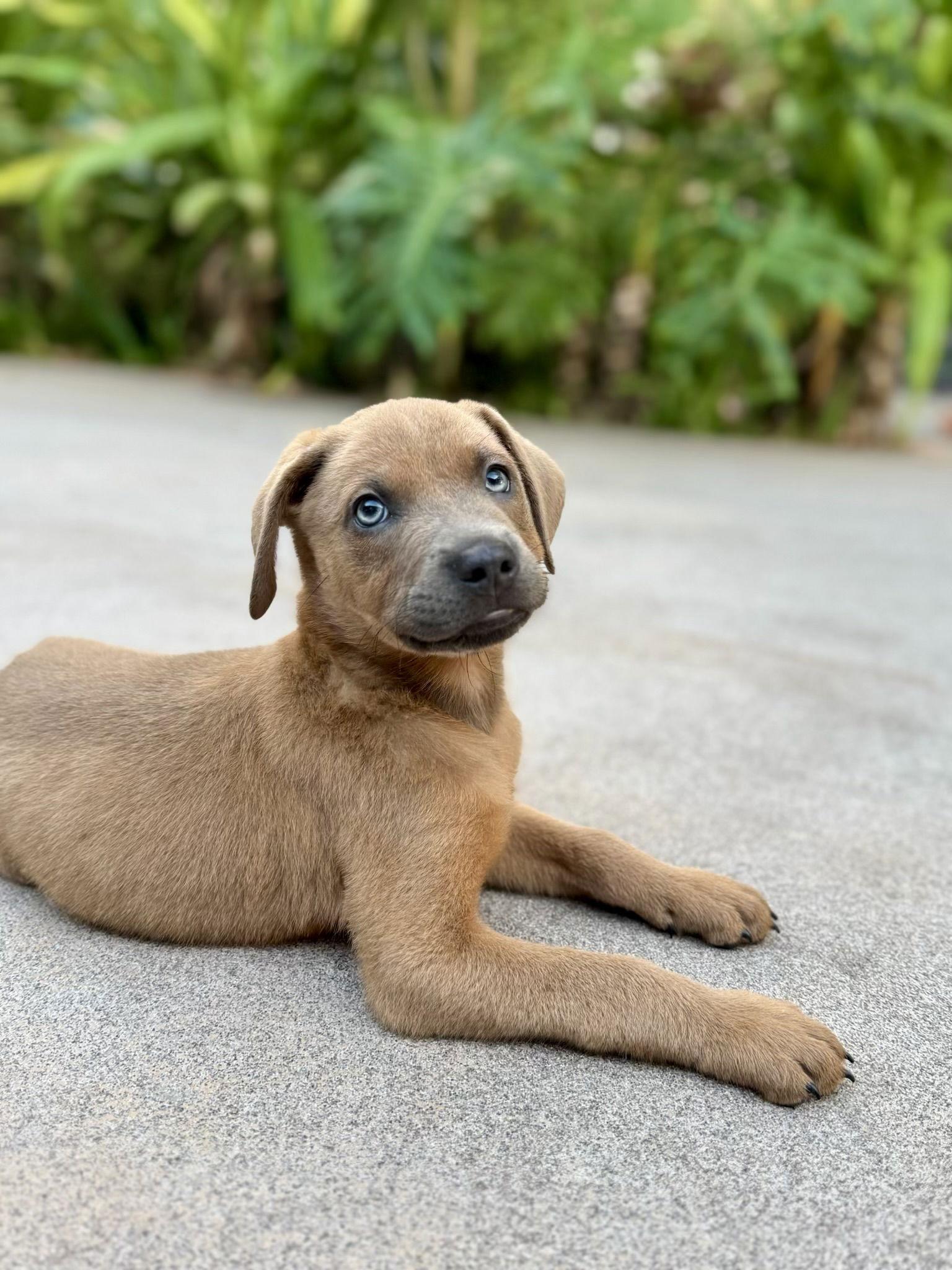 Enlarge Apollo, a Adopted mixed breed in Royal Palm Beach, FL image 1/3