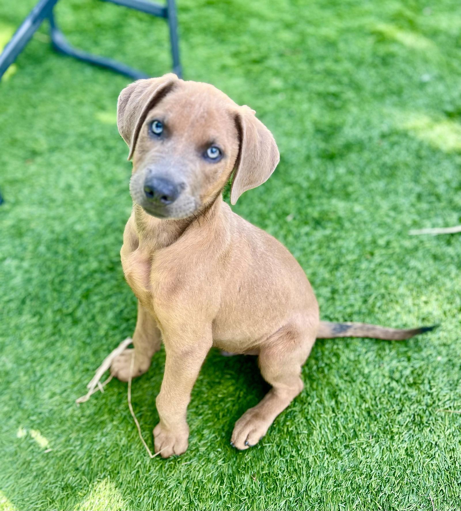 Enlarge Apollo, a Adopted mixed breed in Royal Palm Beach, FL image 2/3