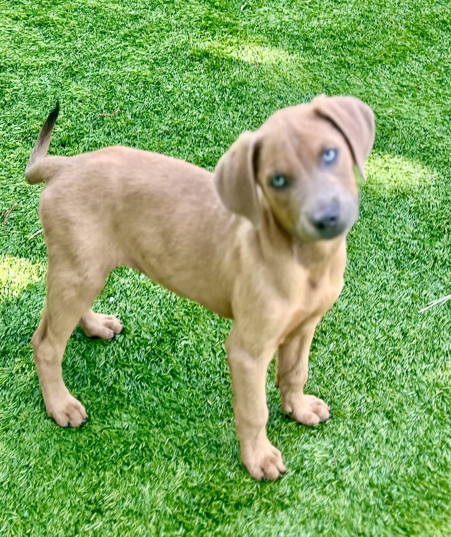 Enlarge Apollo, a Adopted mixed breed in Royal Palm Beach, FL image 3/3