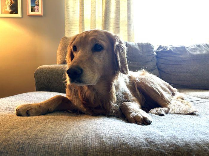 Enlarge Colleen, a Adopted Golden Retriever in Bath, OH image 1/4