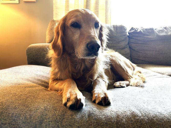 Enlarge Colleen, a Adopted Golden Retriever in Bath, OH image 2/4