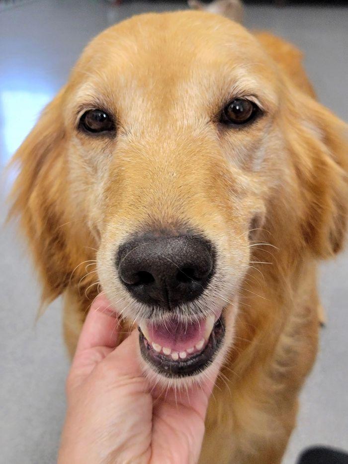Enlarge Colleen, a Adopted Golden Retriever in Bath, OH image 3/4