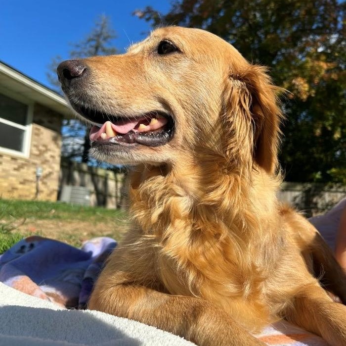 Enlarge Colleen, a Adopted Golden Retriever in Bath, OH image 4/4