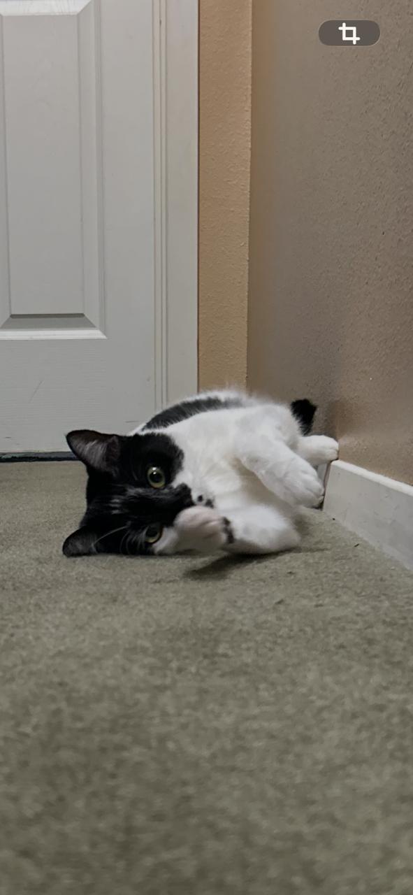 Enlarge Baptista, a Adoptable Domestic Short Hair in Tacoma, WA image 2/2