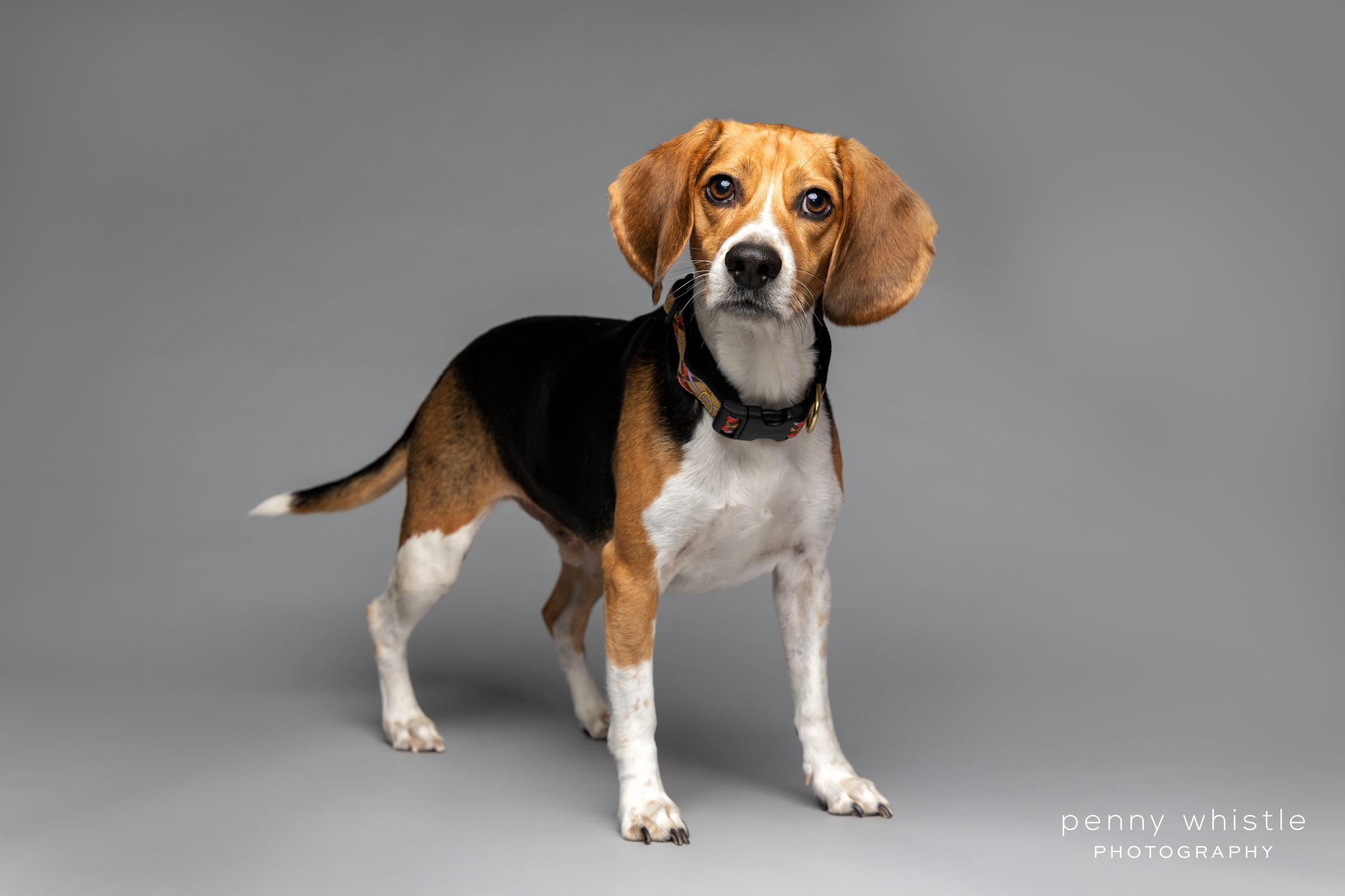 Ollie, adopted, Adult Male Beagle.