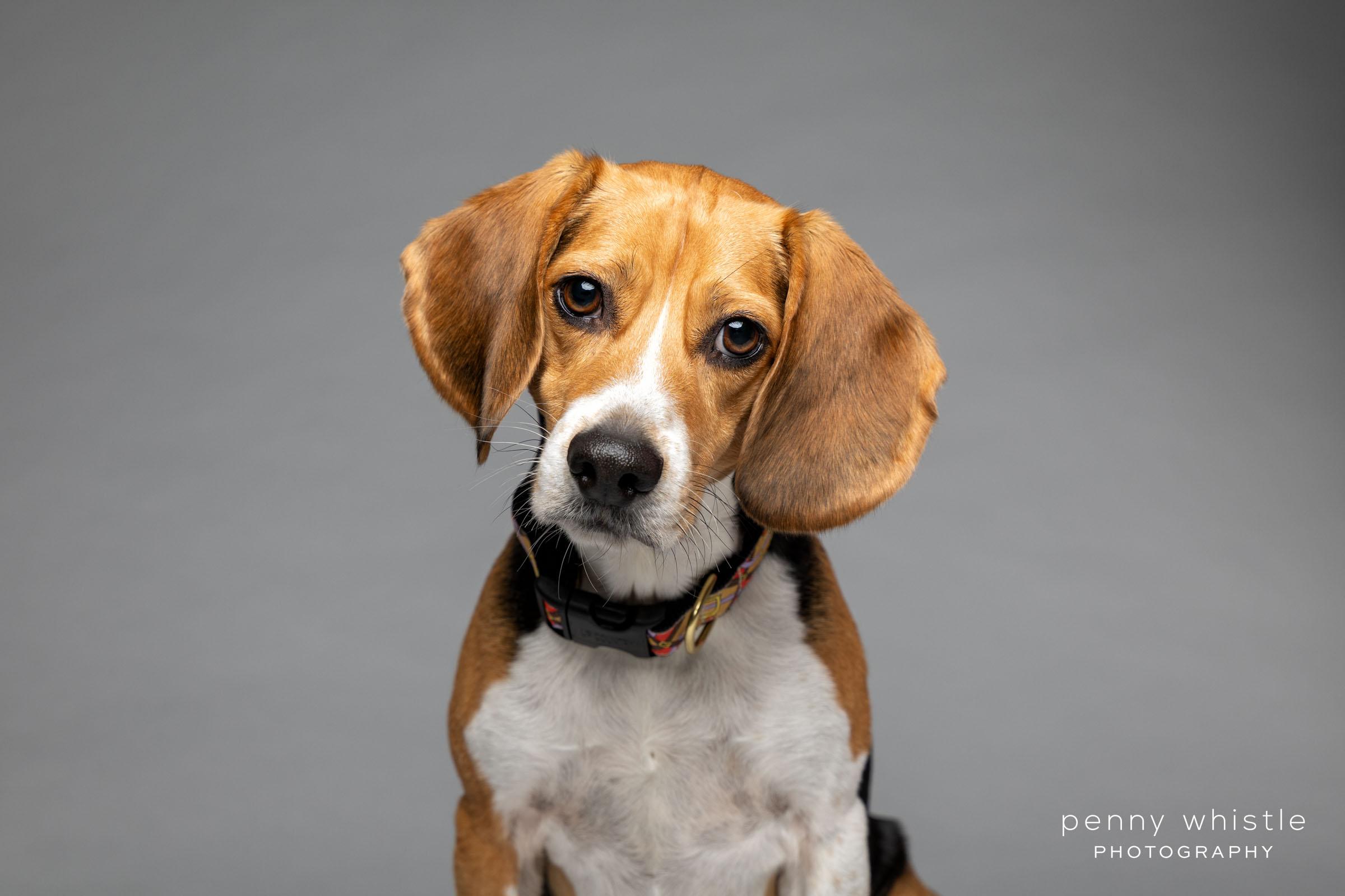 Ollie, an adopted Beagle in Coppell, TX image 2/3