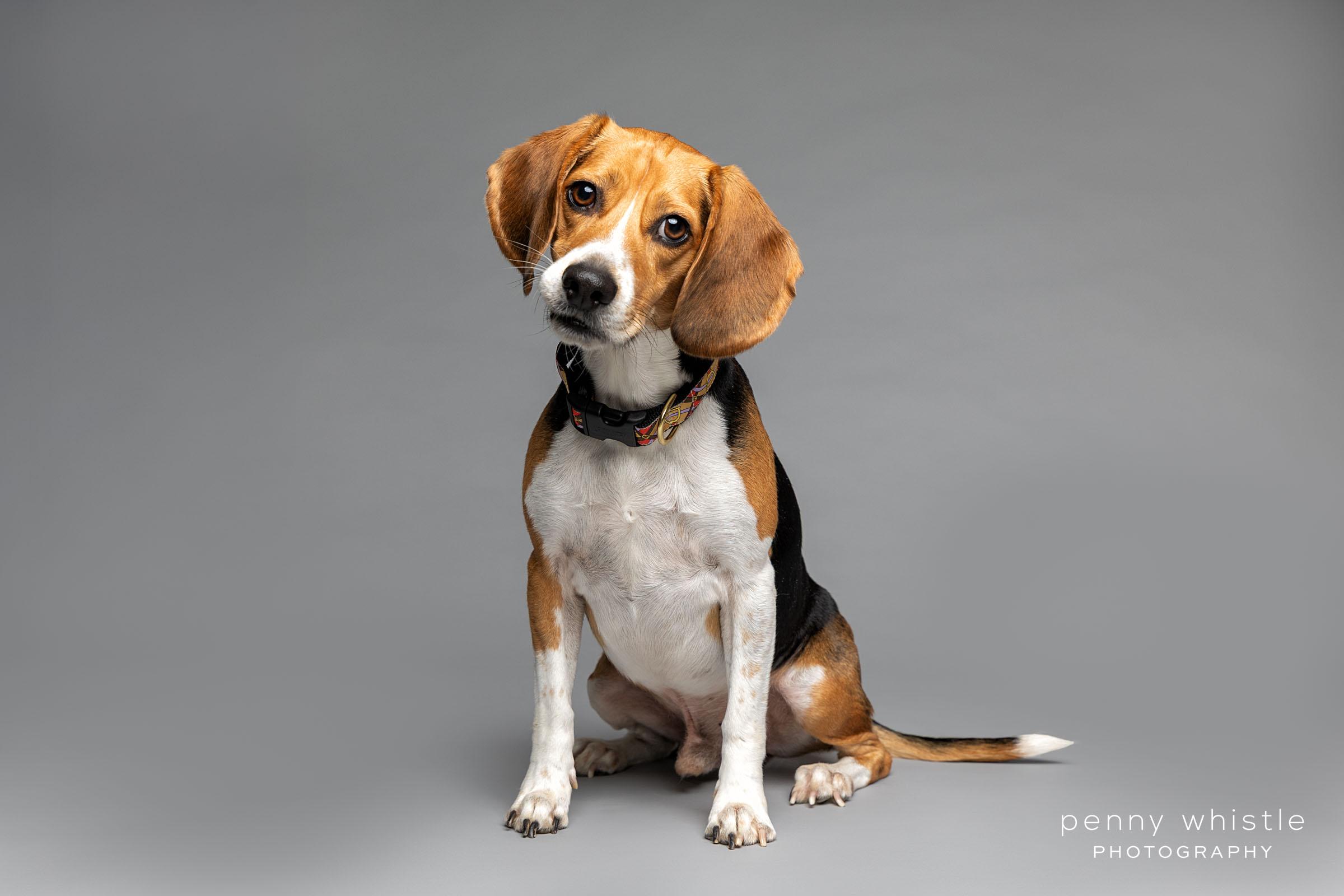Ollie, an adopted Beagle in Coppell, TX image 3/3