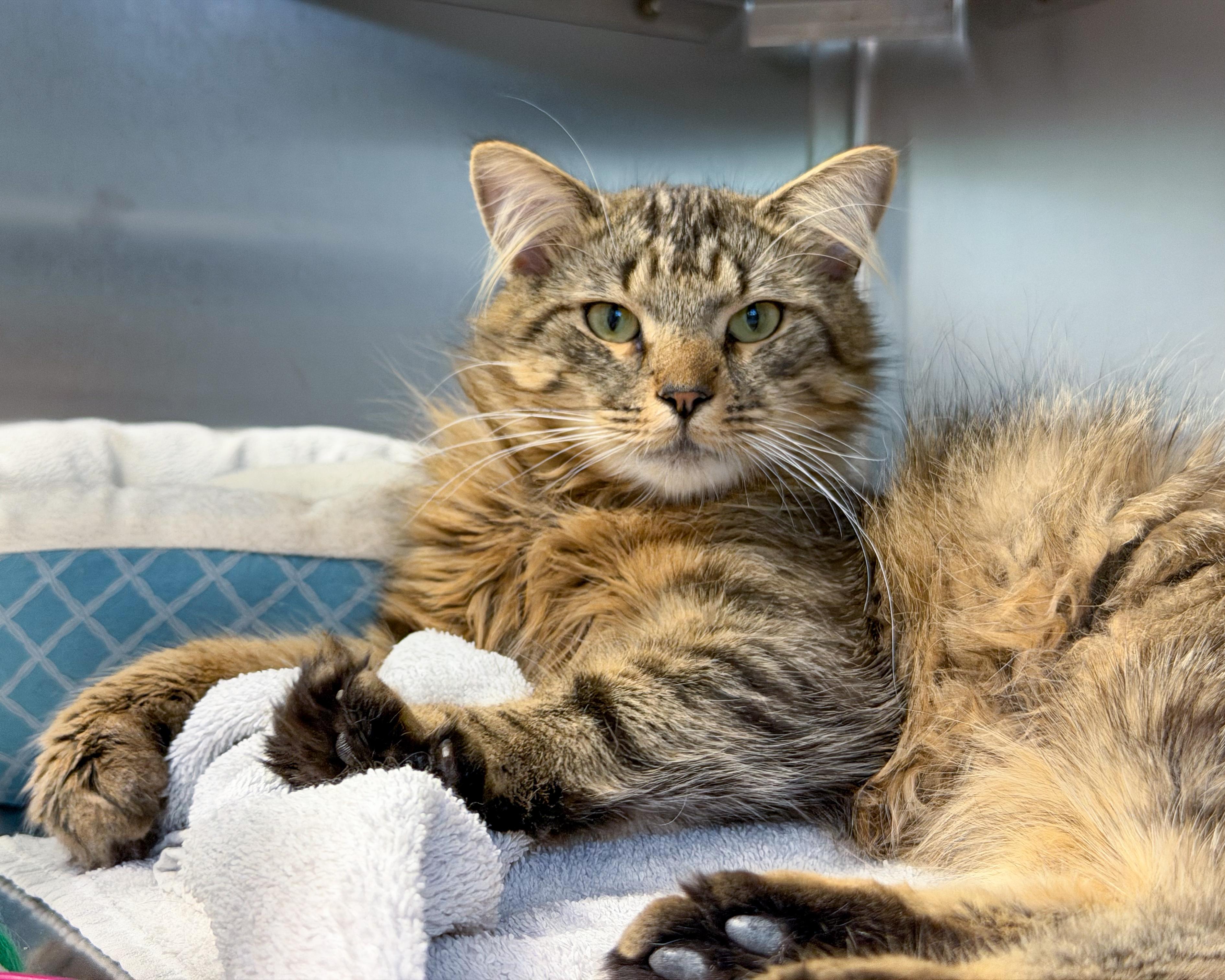 Jordan, adopted, Young Male Domestic Long Hair.