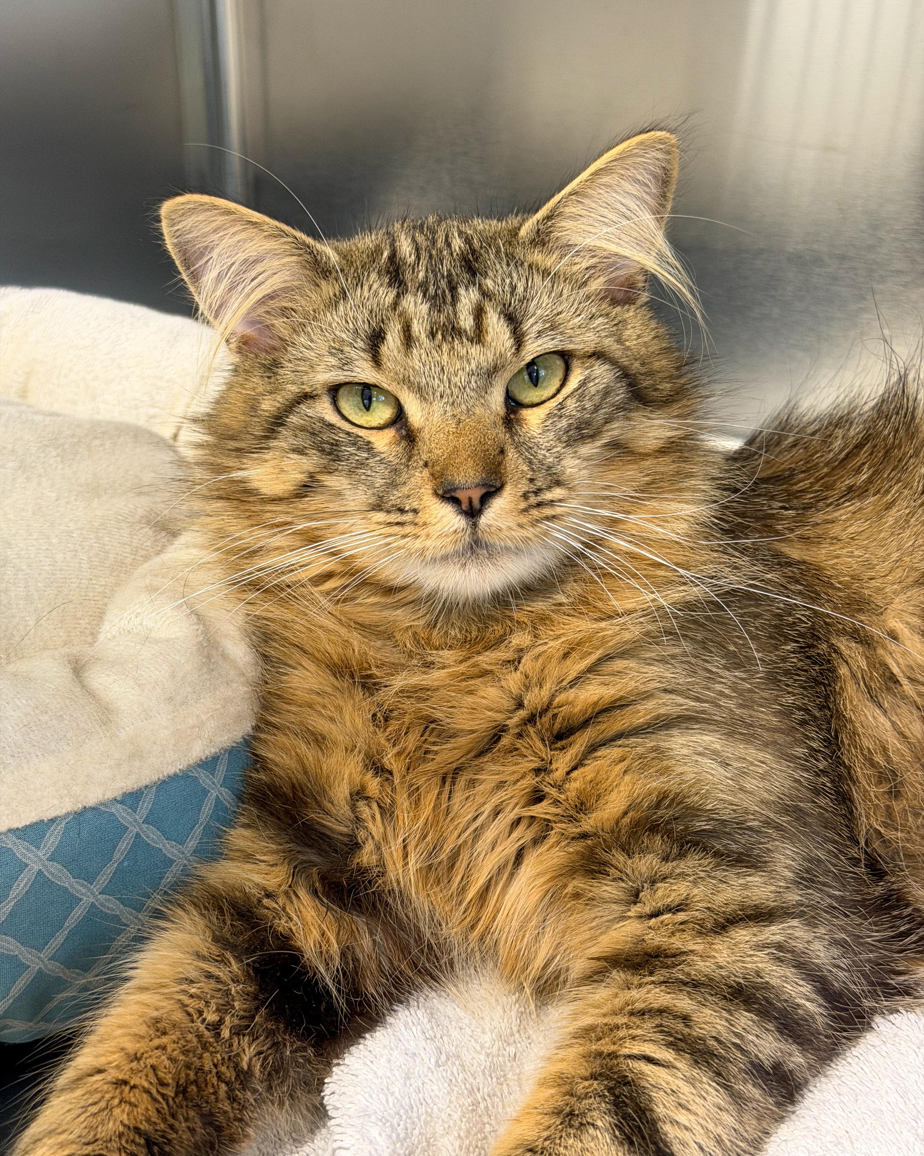 Jordan, an adopted Domestic Long Hair in Scituate, MA image 2/3