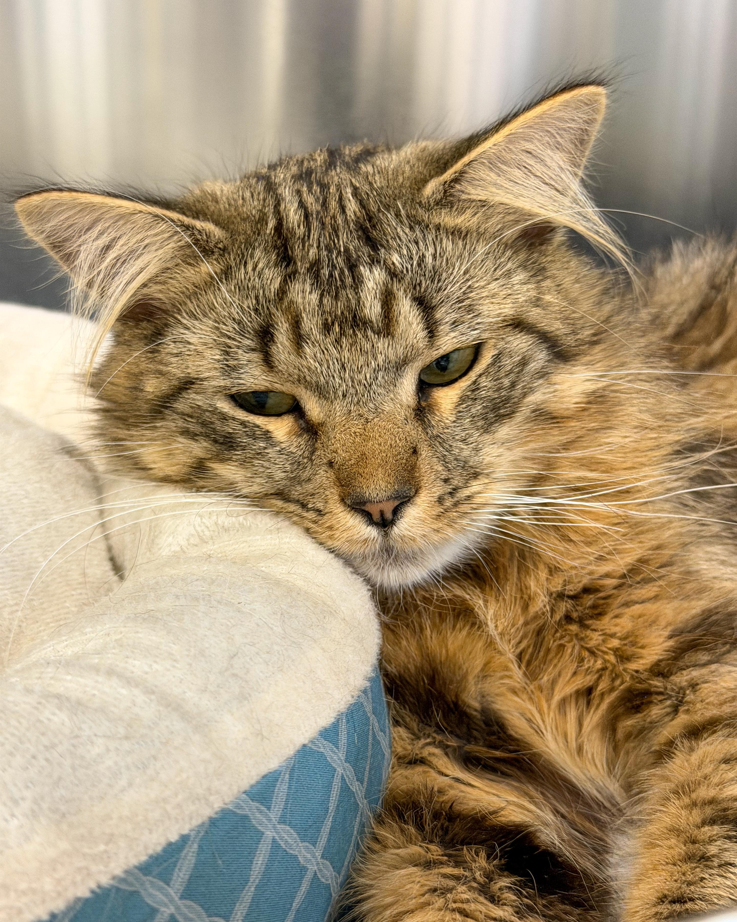 Jordan, an adopted Domestic Long Hair in Scituate, MA image 3/3