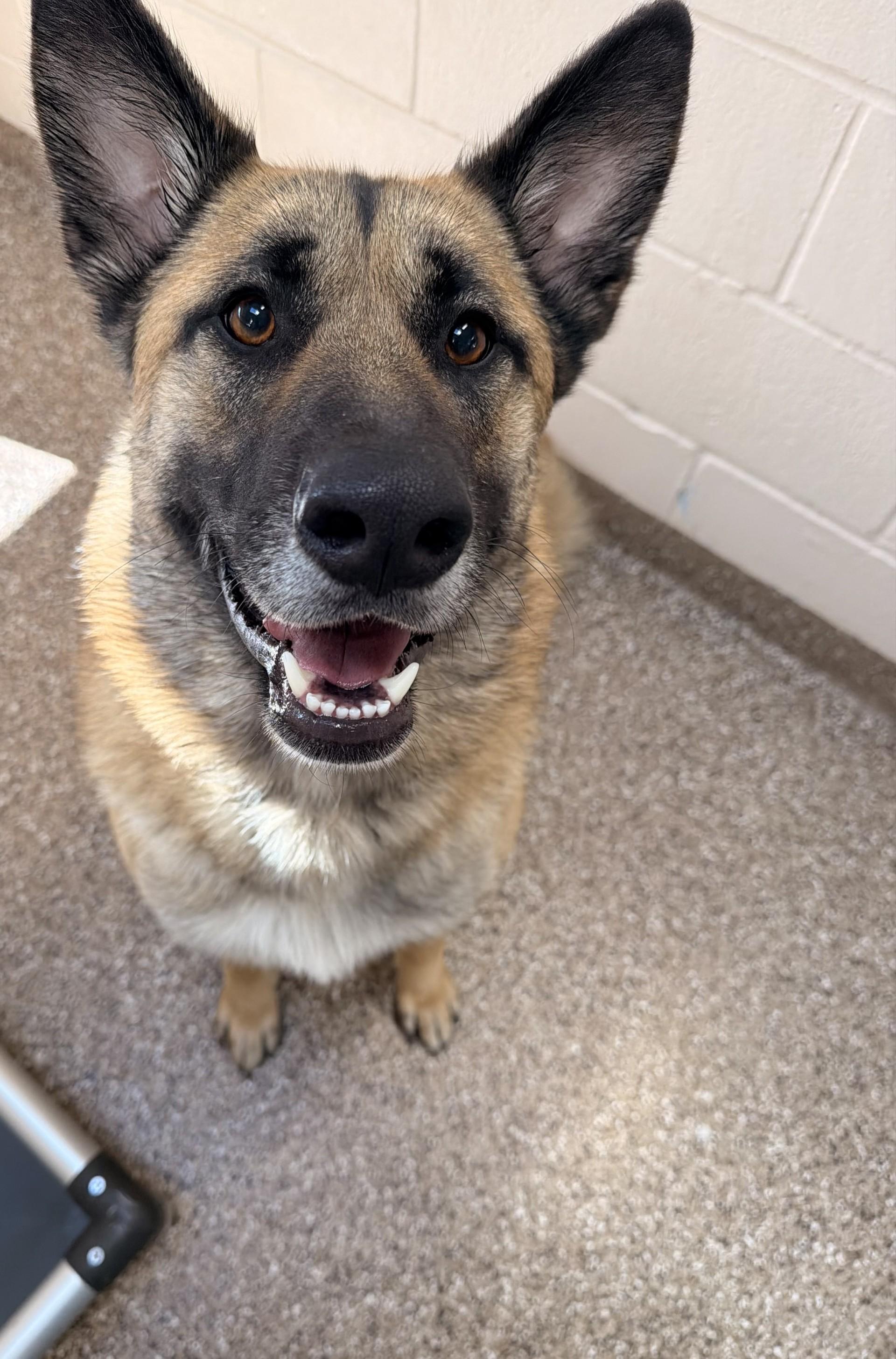Gunner , adopted, Adult Male German Shepherd Dog.