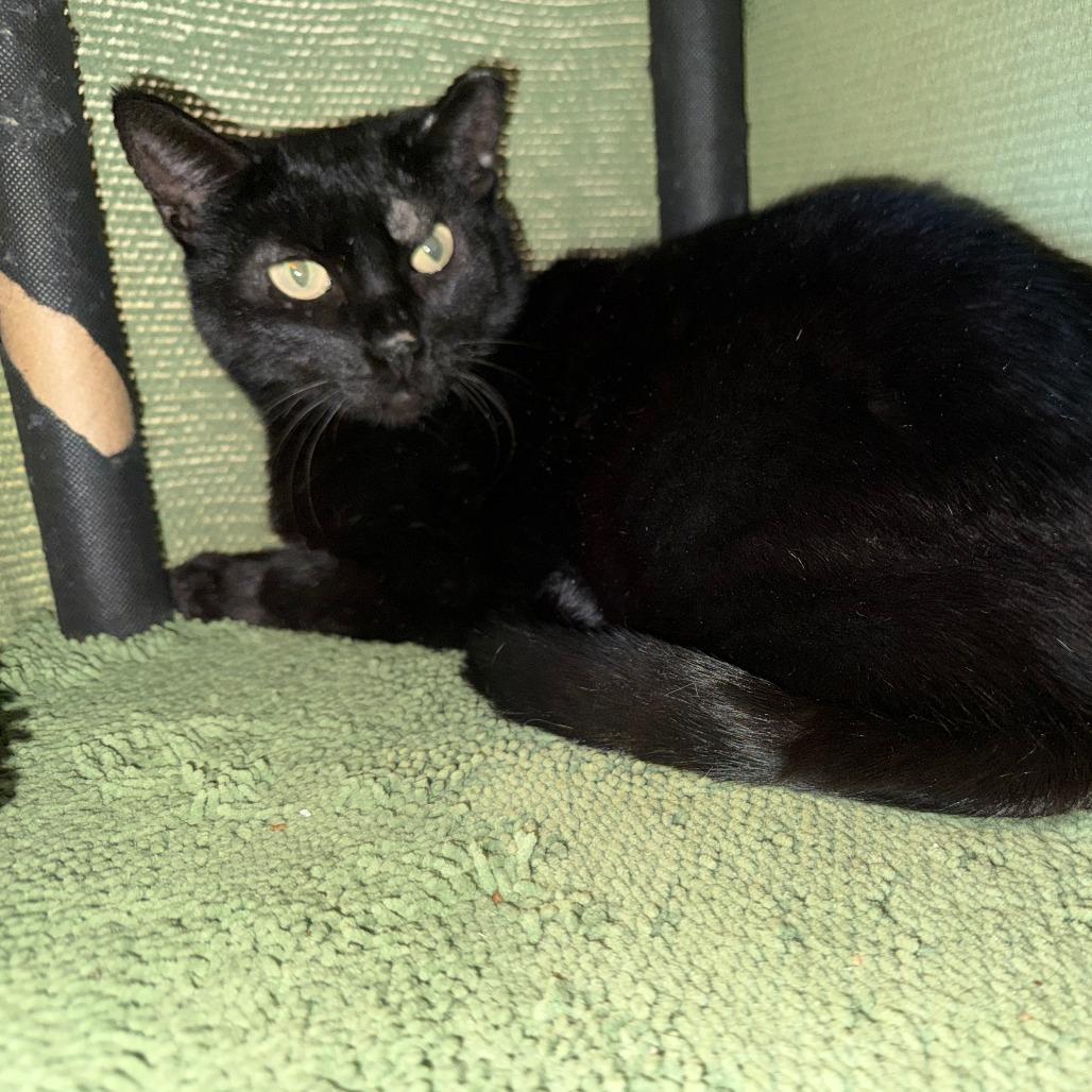 Enlarge THOMAS, a Adoptable Domestic Medium Hair in San Saba, TX image 1/1