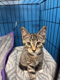 Prince, ADOPTABLE, Kitten Male Domestic Short Hair.