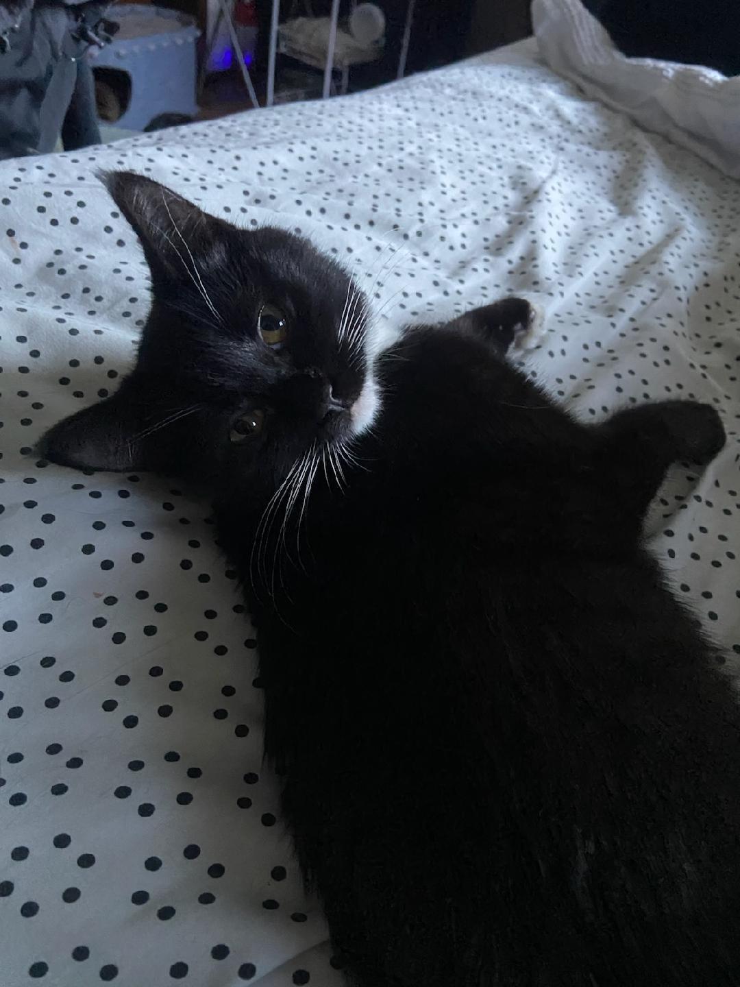 Love Lace, Adoptable, Young Female Domestic Short Hair.